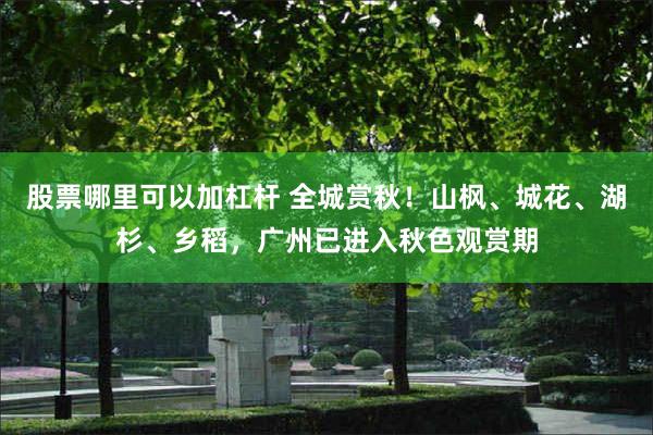 股票哪里可以加杠杆 全城赏秋！山枫、城花、湖杉、乡稻，广州已进入秋色观赏期